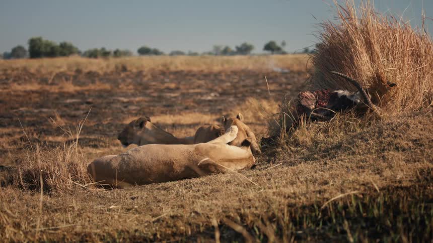 Two lions rest in a savannah landscape with dry grass and clear sky