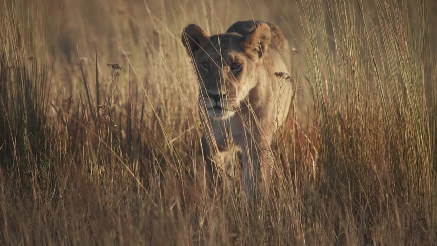 Female lion slowly strolling across a field of wheat grass in the wild