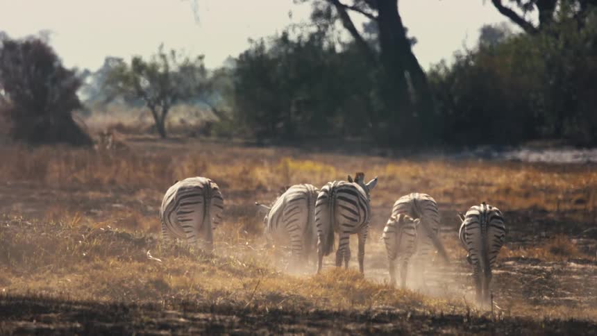 Group of zebras walking through dry vegetation in the jungle during the day