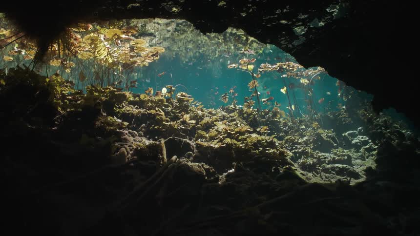 Coral and plants in clear water beside an underwater cave on a sunny day