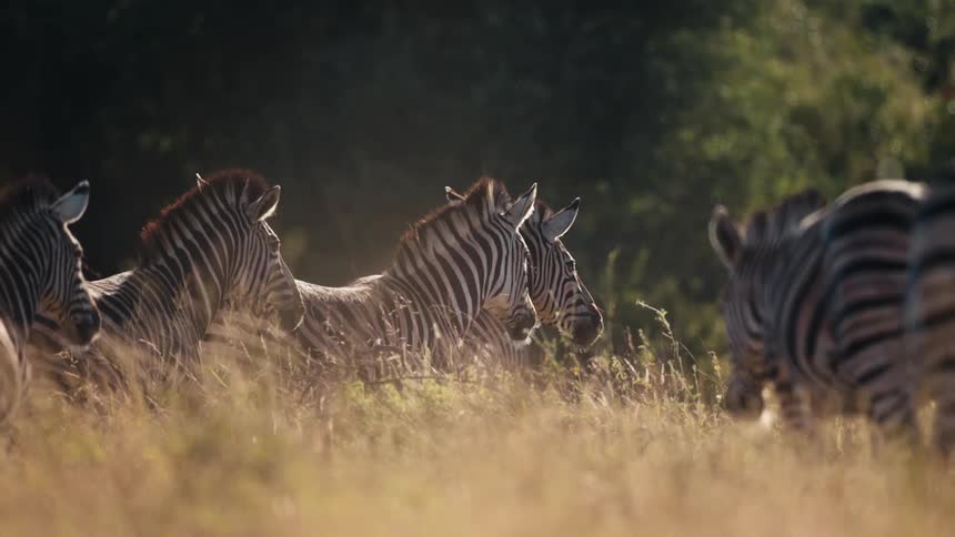 A group of zebras in their natural habitat standing amidst tall grass