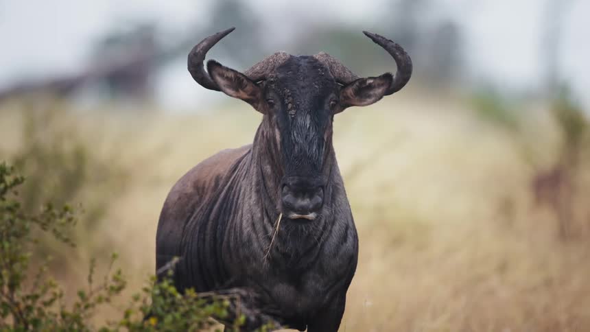 Wildebeest with grass hanging out the corner of its mouth at midday