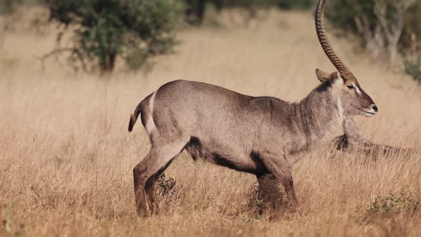 Two antelopes are facing each other with their horns intertwined