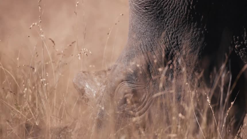 A rhino moves its head and blinks behind grass growing on a savanna