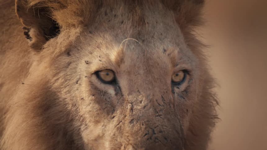 Insects fly around a lion as it walks in the sunshine