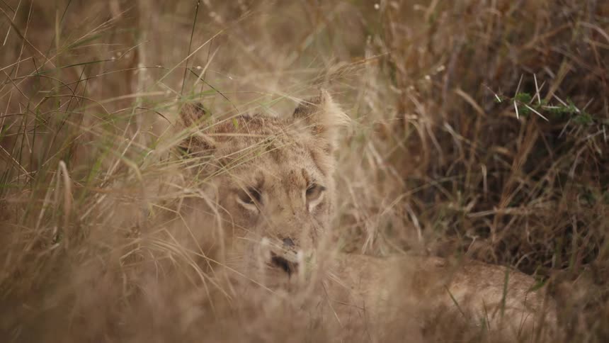 A lion lying in tall grass blending into its natural habitat