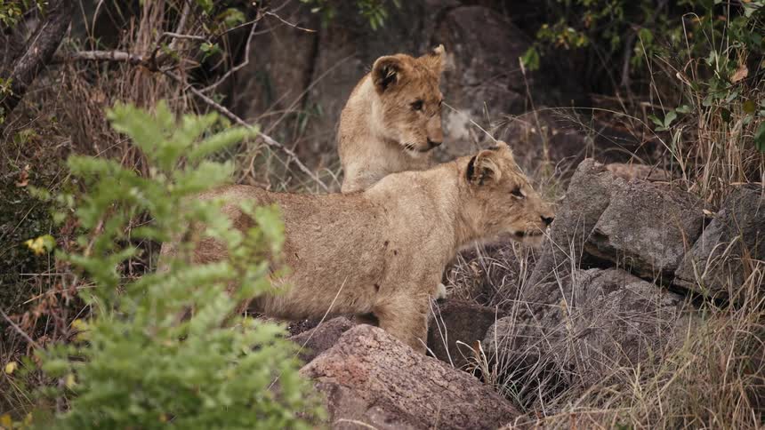 Two young lions standing among rocks and foliage intently looking into the distance