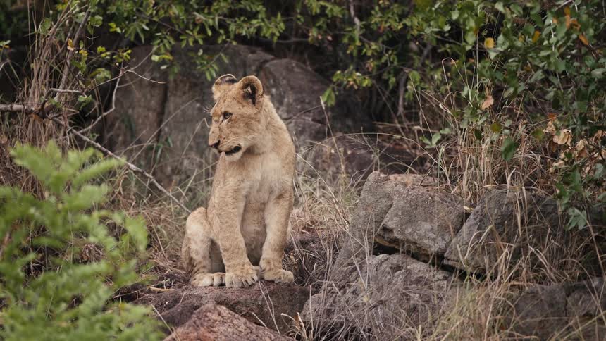 A young lion sits on a rock in a forest and looks around
