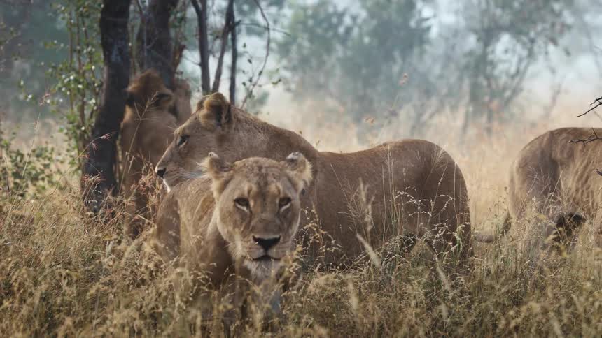 Group of lions resting and hiding among tall grass and trees