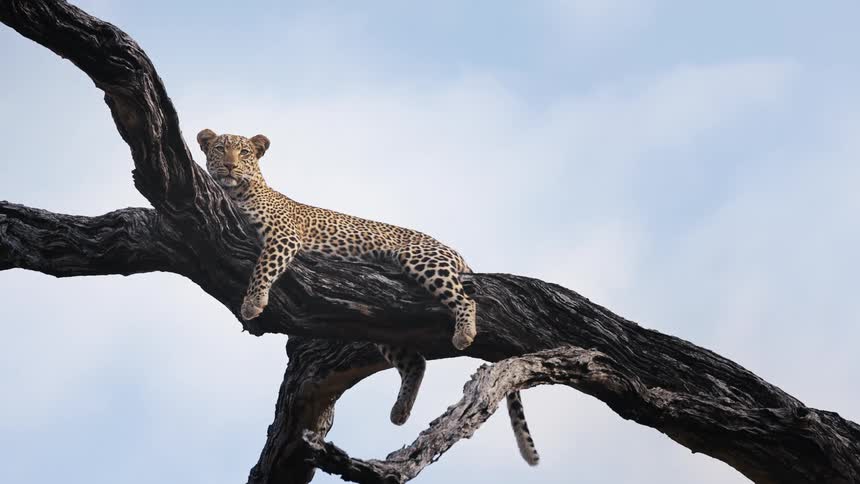 A leopard sprawls itself across a dead tree