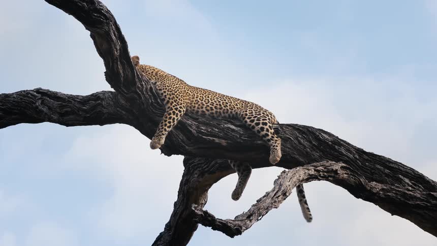 Leopard resting high up on a bare tree branch against a blue sky