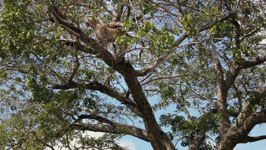 Leopard climbing a tree branch