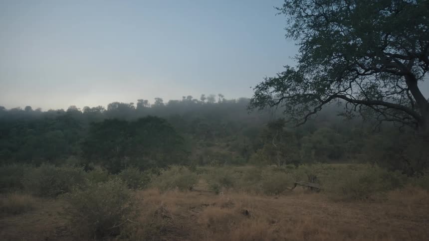 Landscape of a jungle one morning