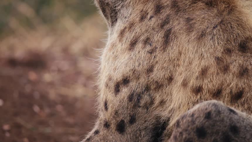 African dog scratching itself with its own paw