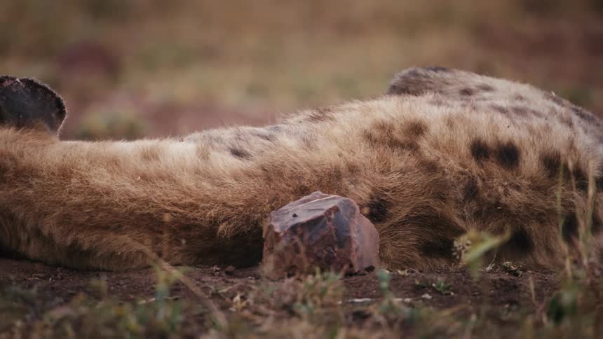 Hyena lies on its side on the ground of the savanna during the day