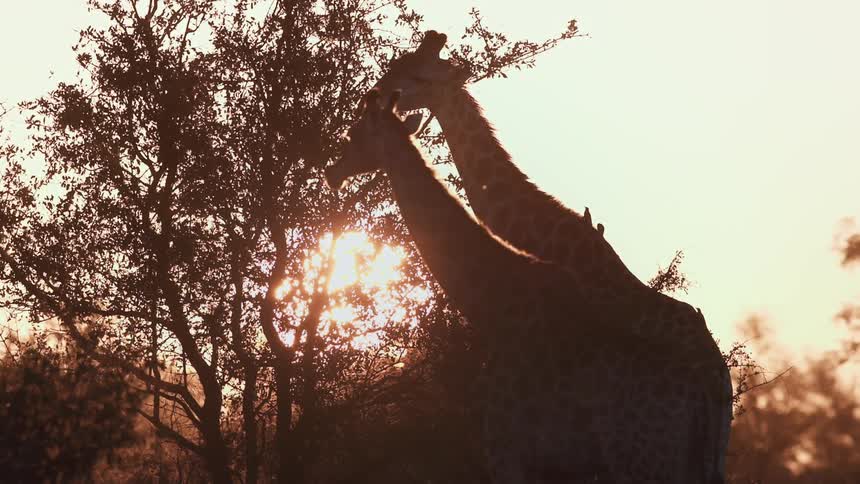 Giraffes walking in the jungle with the reflection of the sunset on the horizon