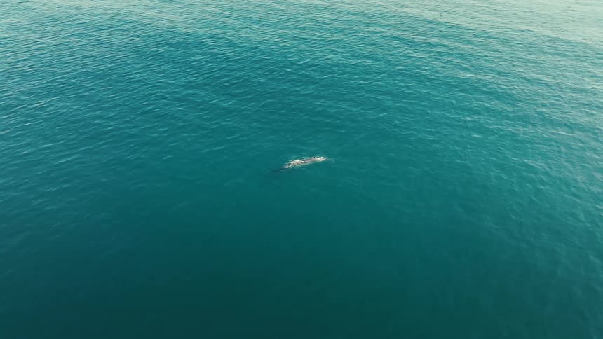 Aerial view of a whale on the ocean surface