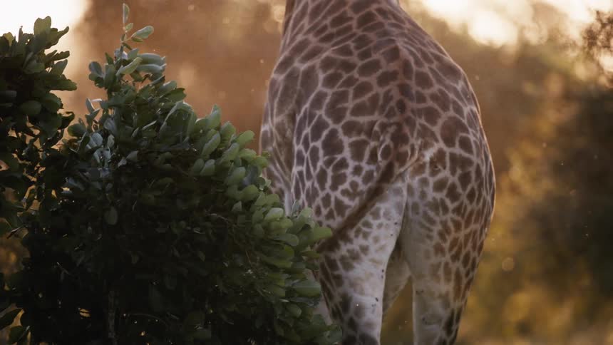 Rear view of a giraffe walking through the jungle