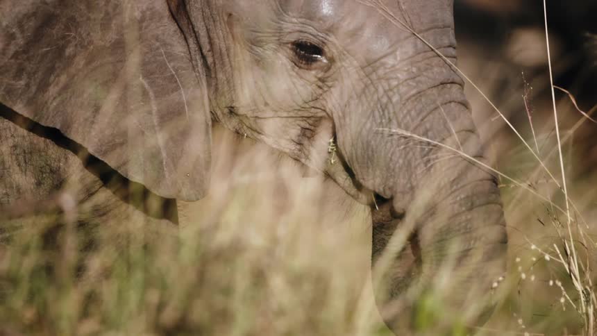 Elephant grazing in a field using its trunk to put dry grass and vegetation into its mouth