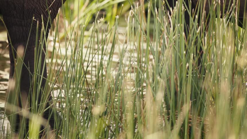 An elephant drinks from a pond and then walks away