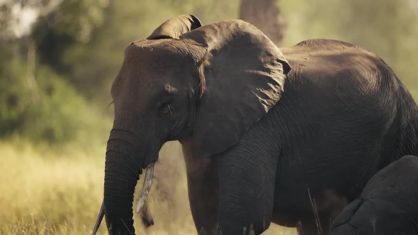 Adult elephant and calf in the wild