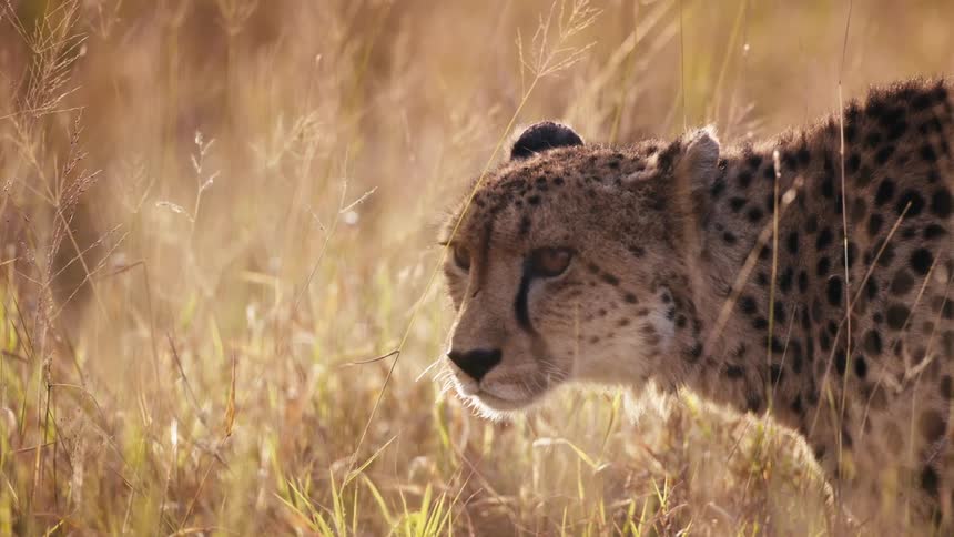 A cheetah is looking around in the grass
