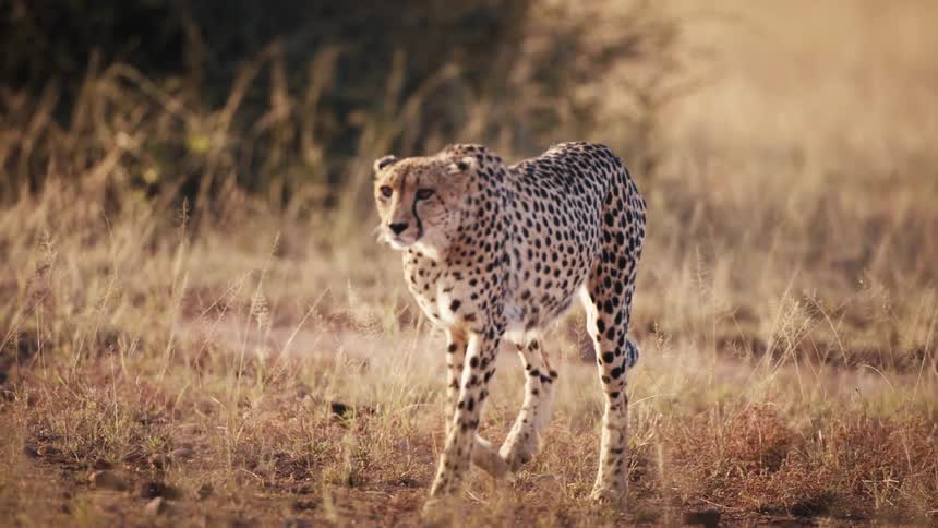 A cheetah looks around as it walks across a savanna