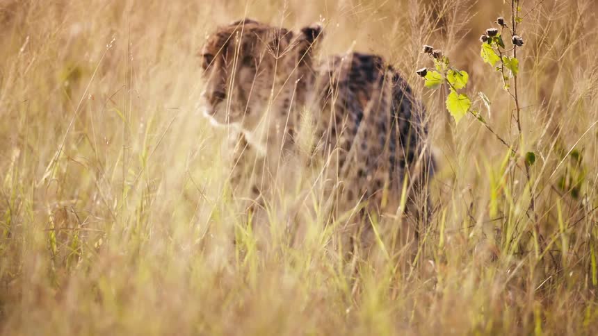 A cheetah walks through the tall grass
