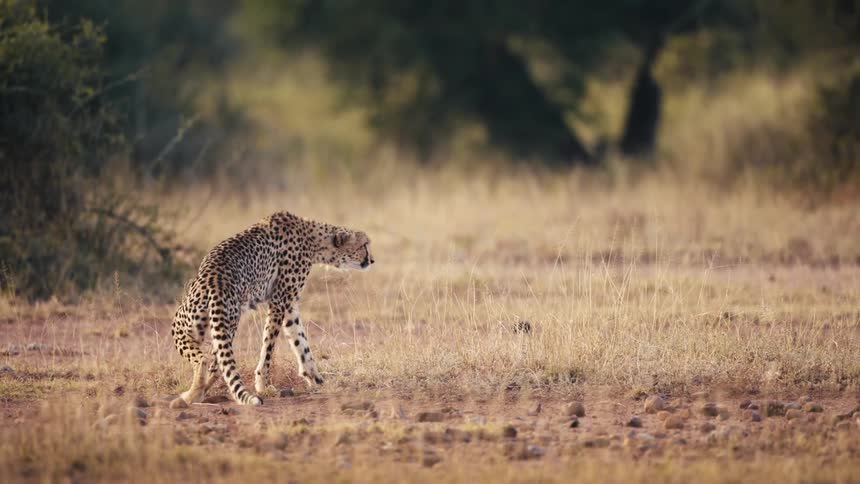 Jaguar standing up carefully in the jungle