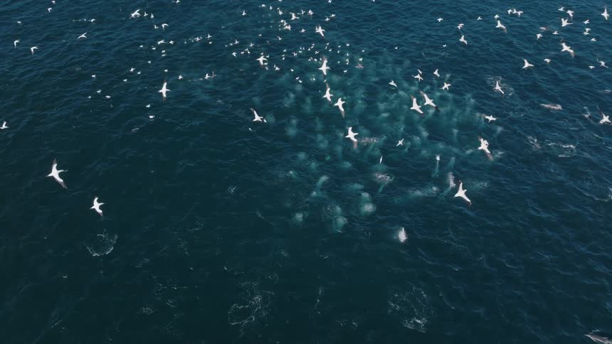 Flock of albatrosses flying and diving into the open ocean