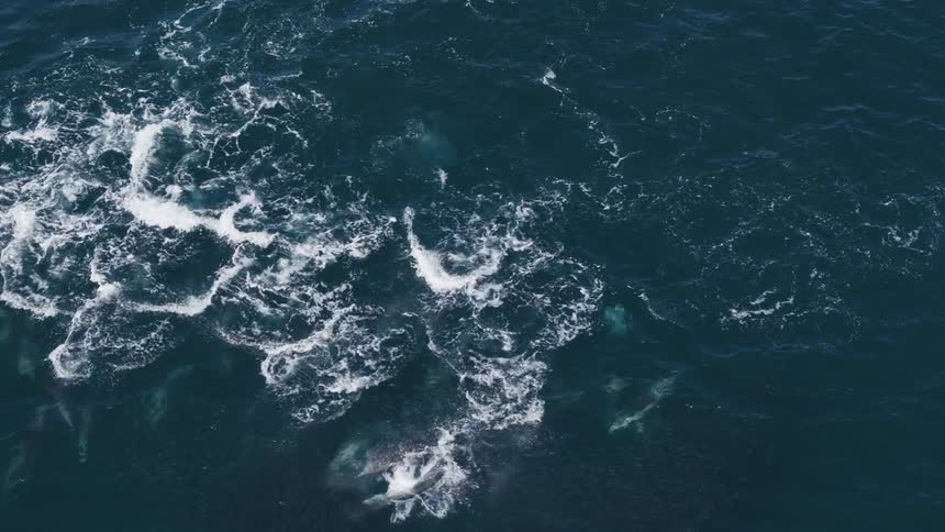 Seagulls flying above an ocean with dolphins