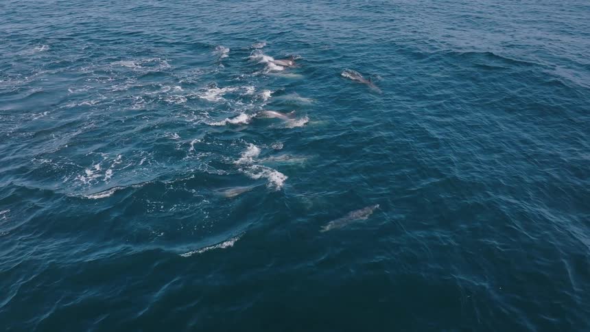 Aerial view of dolphins swimming and a bird flying