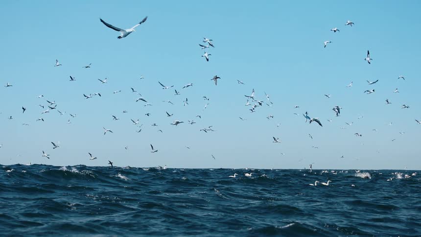 Seagulls flying above the ocean