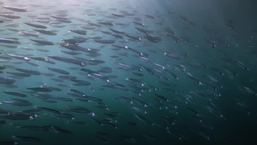 Pair of dolphins swimming through a school of fish underwater in the ocean