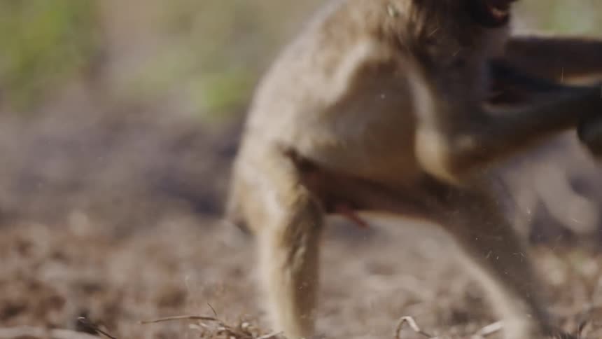 Two baboons fighting in the jungle