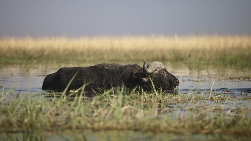 Buffaloes walking in a lake in the jungle