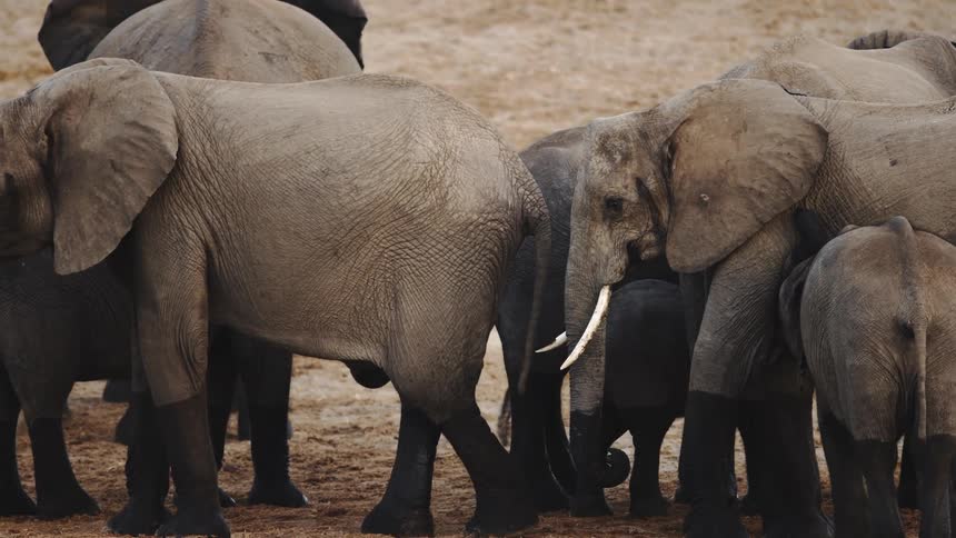 A herd of elephants stands in a grassland