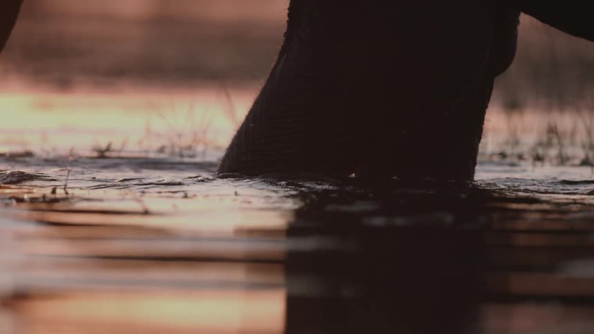 Close up of an elephants legs in a lake