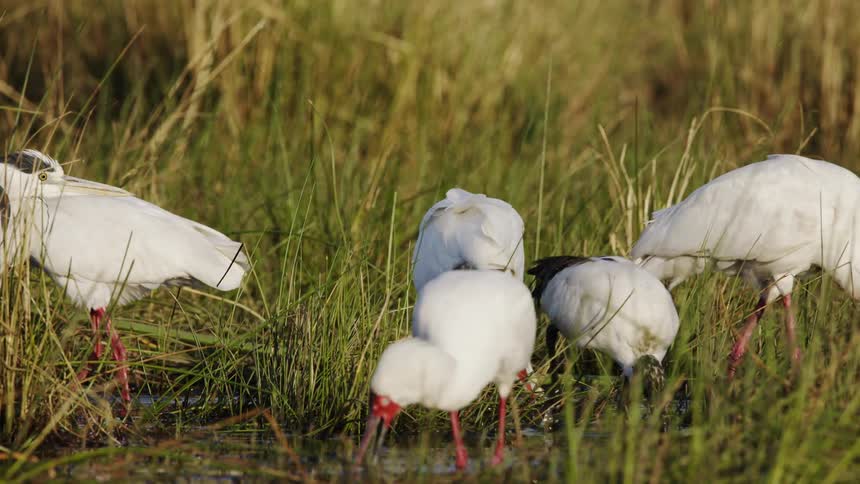 Group of white birds in a grassy marsh area