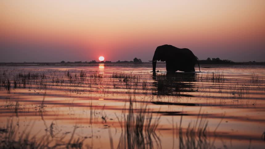 Elephant walking in shallow water as the sun sets on the horizon