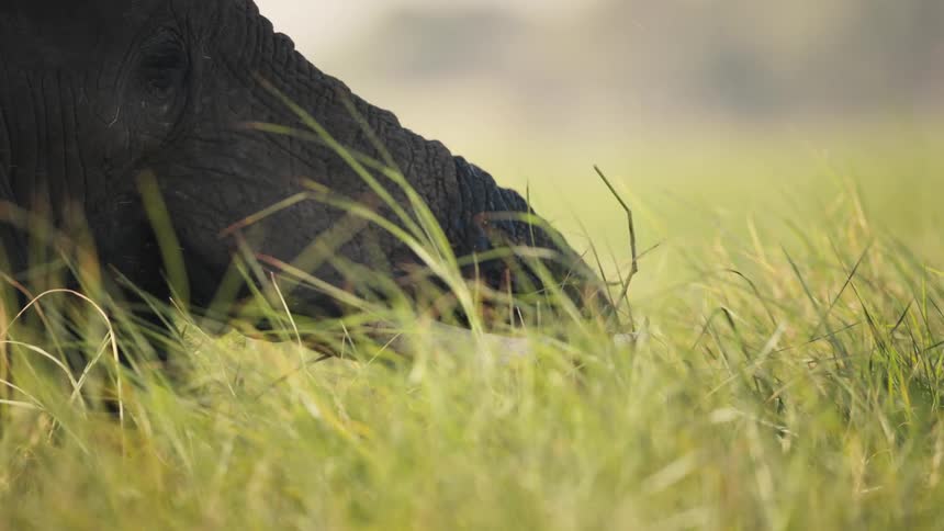 Elephant standing in the tall savanna grass gathers food to eat with its trunk