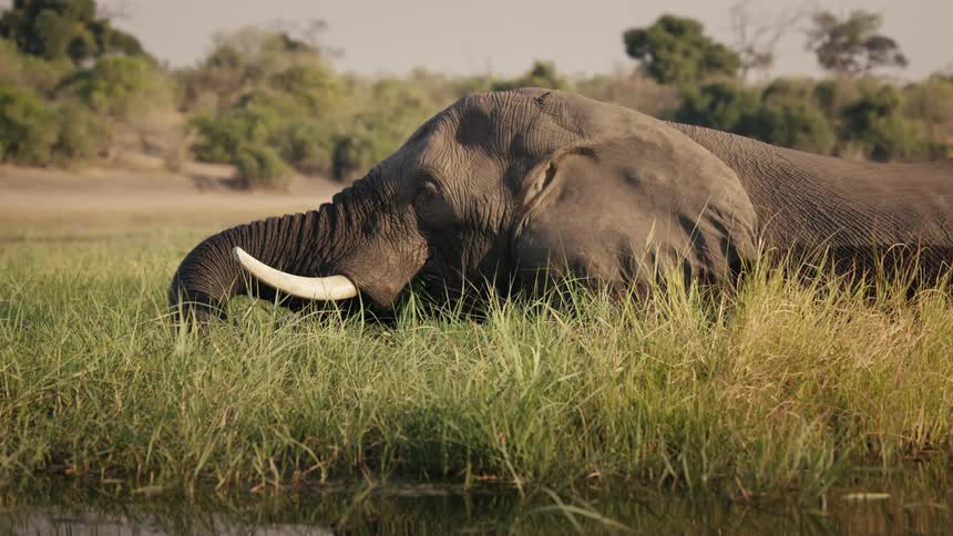 Elephant walking in a swampy field using its trunk to put dry grass and vegetation into its mouth