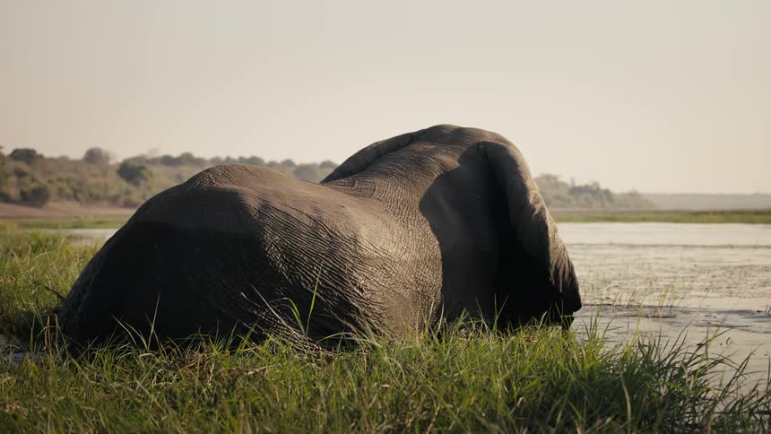 Elephant walking in shallow water with its trunk in the water
