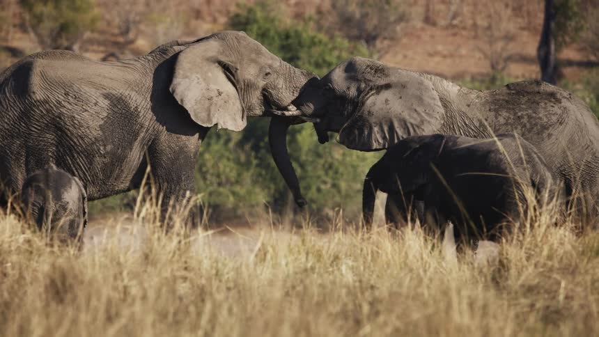 Two elephants in the jungle connecting horns and two other baby elephants standing next to them watching