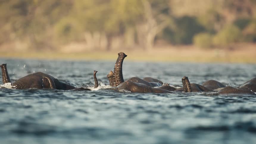 Group of elephants swimming with their heads barely above the waters surface during the day