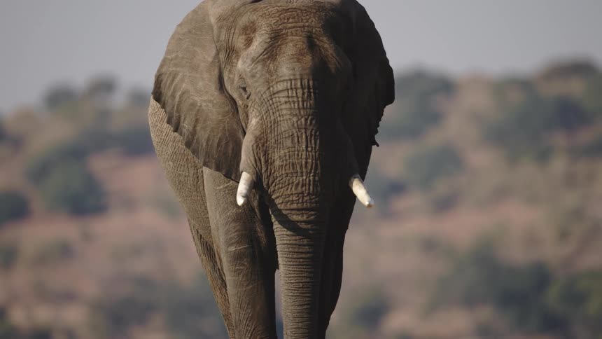 Elephant with ivory horns walking in the jungle
