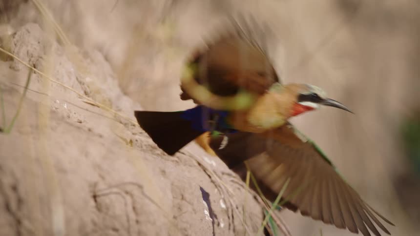 Two birds sit on a dusty rock before one of them flies away