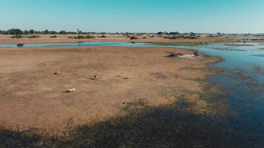 Aerial view of a safari with antelopes running and walking along the edge of a lake