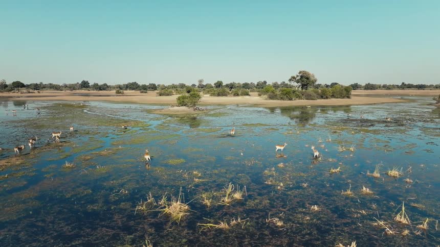 Lake with some animals in a savannah
