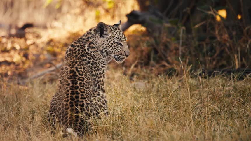 Jaguar walking in the jungle
